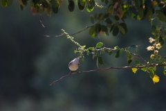 Polioptila caerulea
