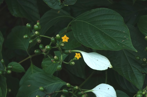 Splash-of-white
