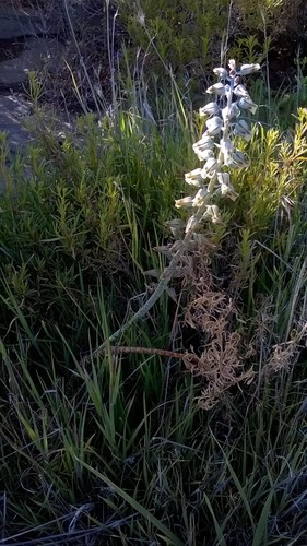 Lachenalia bolusii