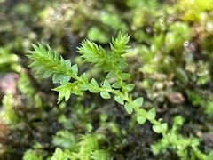 Selaginella eclipes image