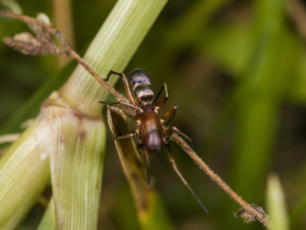Micaria formicaria