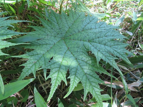 Image of Oplopanax japonicus by (c) Marco Mussita, some rights reserved (CC BY)