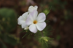 Leptosiphon grandiflorus
