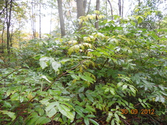 Sambucus racemosa racemosa