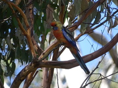 Platycercus elegans adelaidae