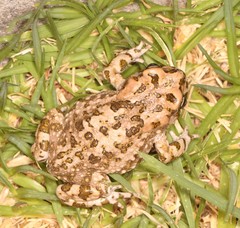 Vandijkophrynus