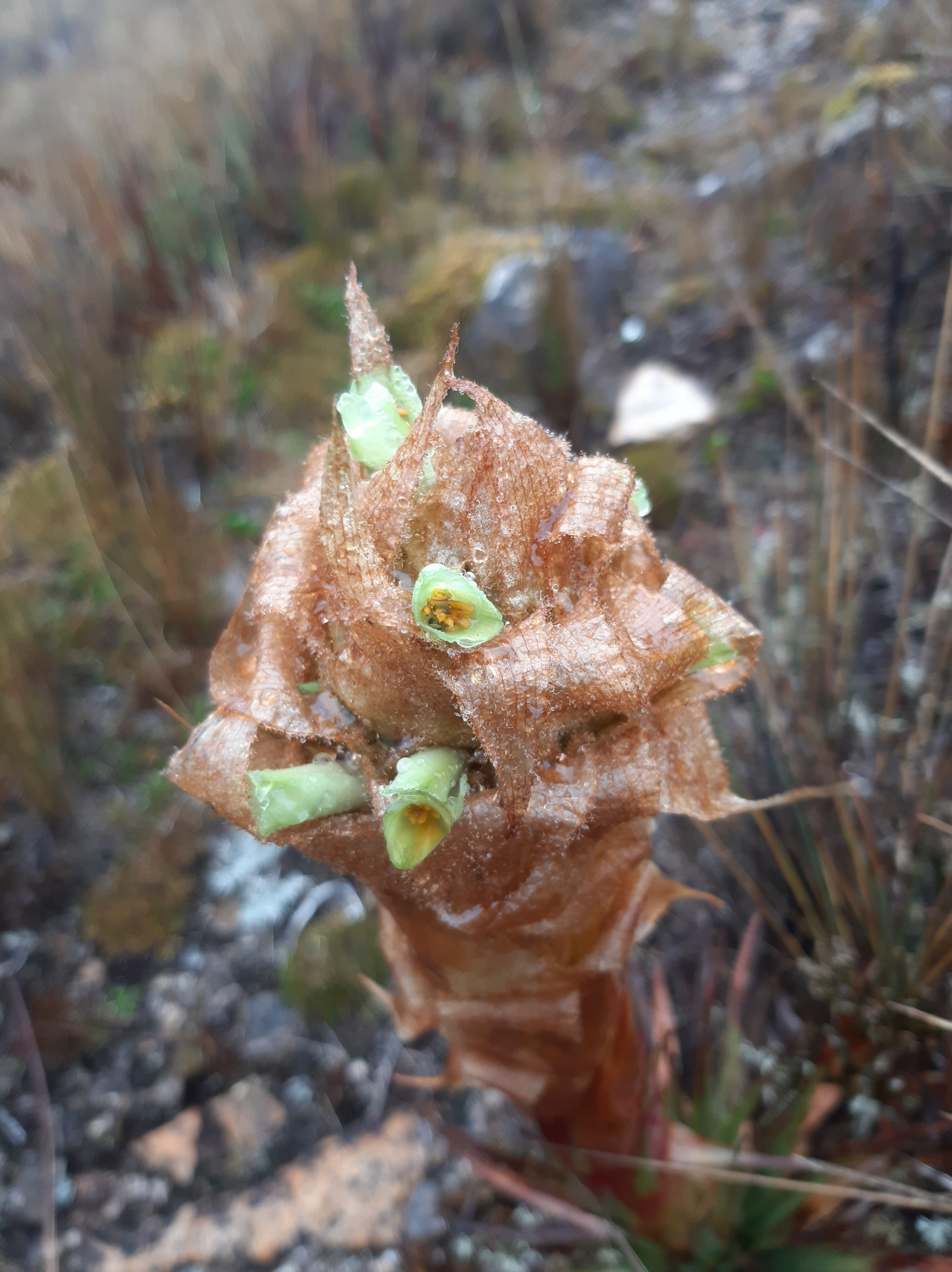 Puya cajasensis image