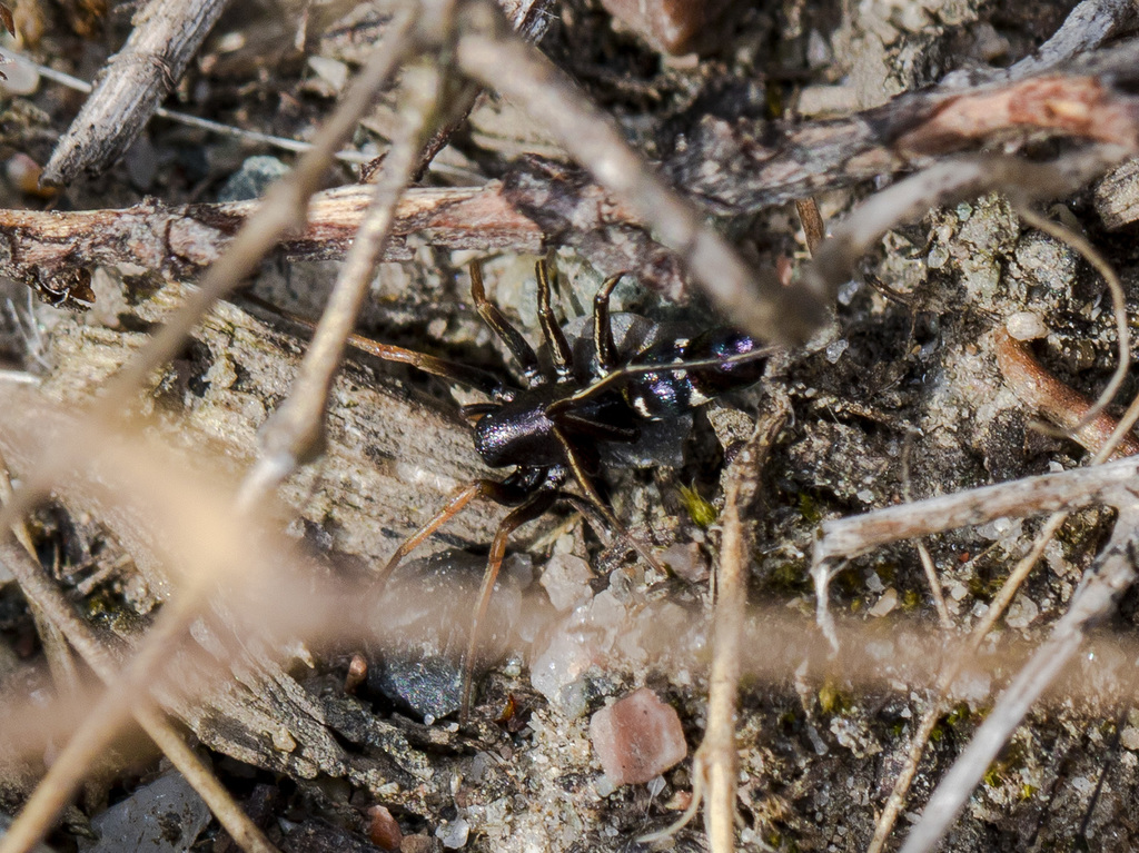 Micaria rossica
