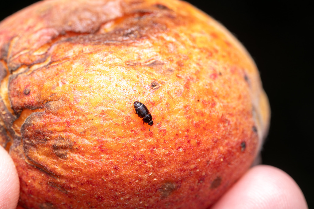 Dried Fruit Beetle in July 2023 by rjmendez · iNaturalist