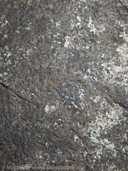 Hydropunctaria maura