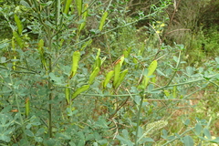 Calicotome spinosa