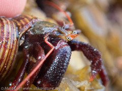 Pagurus hemphilli