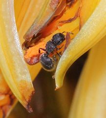 Meranoplus peringueyi