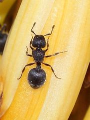 Meranoplus peringueyi