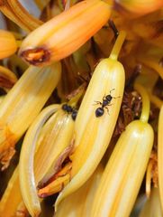 Meranoplus peringueyi