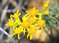 Senecio sarcoides