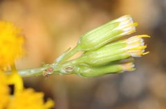 Senecio sarcoides