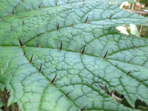 Oplopanax japonicus, photograph 6