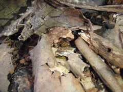 Arthroleptis affinis