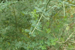 Calicotome spinosa