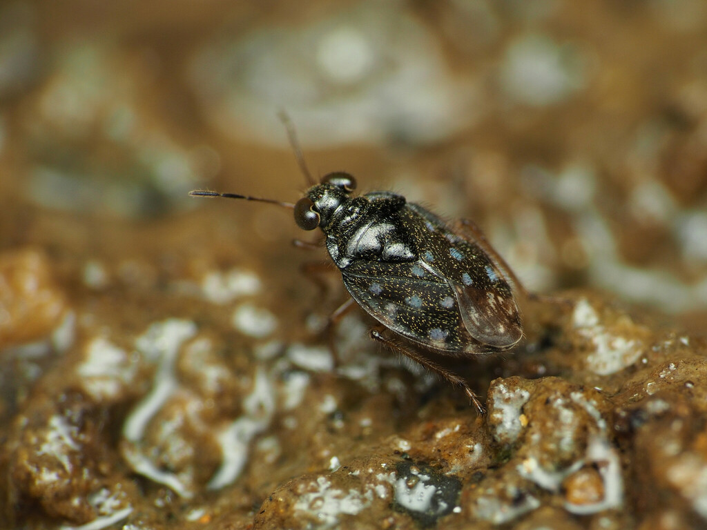Saldula orbiculata
