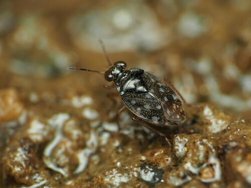 Saldula orbiculata