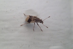 Cacephatus