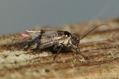 Psocomorpha
