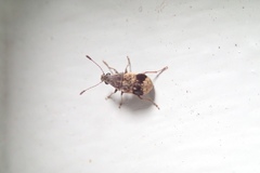 Cacephatus
