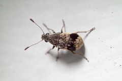 Cacephatus