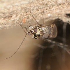 Psocomorpha