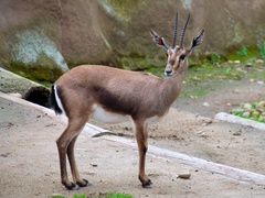 Cuvier's Gazelle photo 5