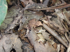 Arthroleptis affinis