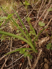 Eulophia hereroensis