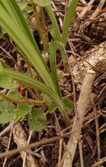 Eulophia hereroensis