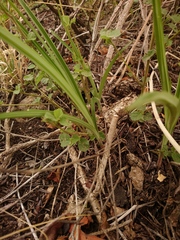 Eulophia hereroensis