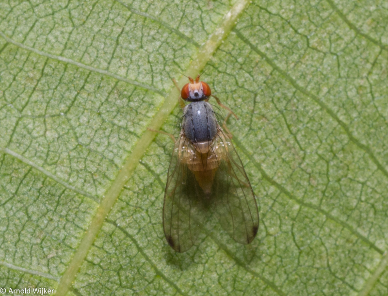 Dark-tipped Flutterfly