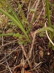 Eulophia hereroensis
