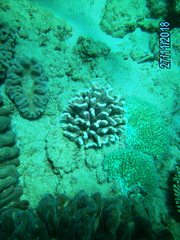 Pocillopora grandis