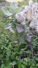 Helichrysum fruticans