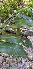 Alpinia uraiensis