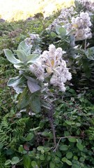 Helichrysum fruticans