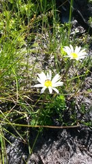 Osmitopsis dentata