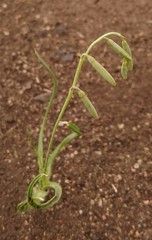 Dipcadi marlothii