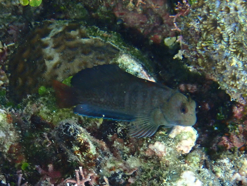 Chestnut Blenny