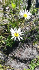 Osmitopsis dentata