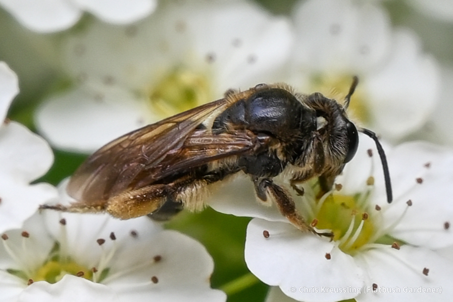 Hawthorn Mining Bee from Indian Lake, New York, United States on June ...