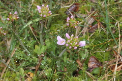 Cardamine polemonioides