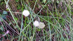 Hermas capitata