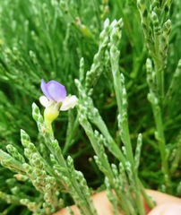 Psoralea pullata
